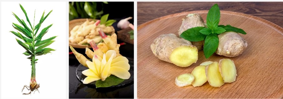 Ginger Extract..jpg